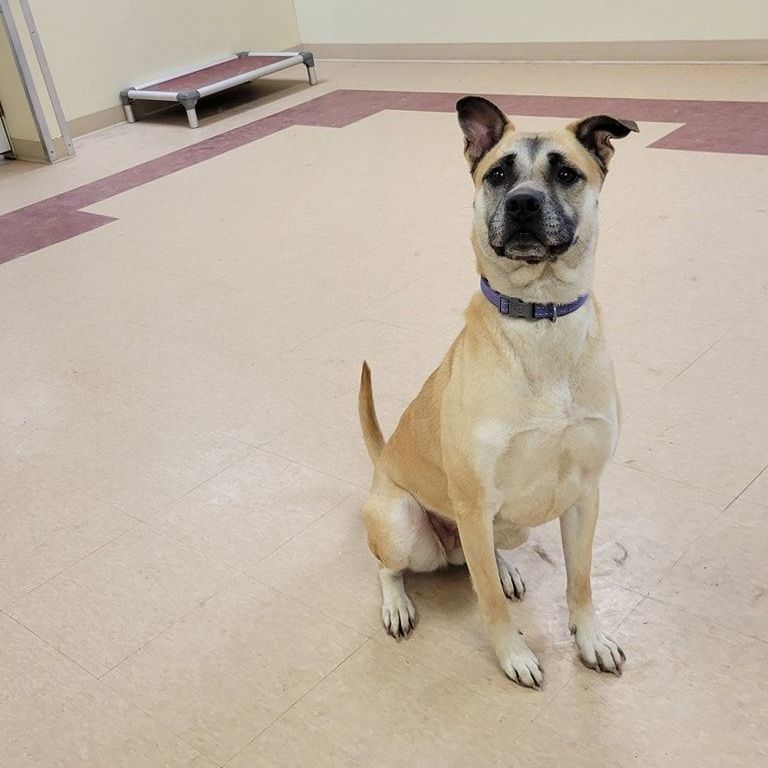 Rita Moreno, a Adoptable mixed breed in Wilmington, OH image 4/5