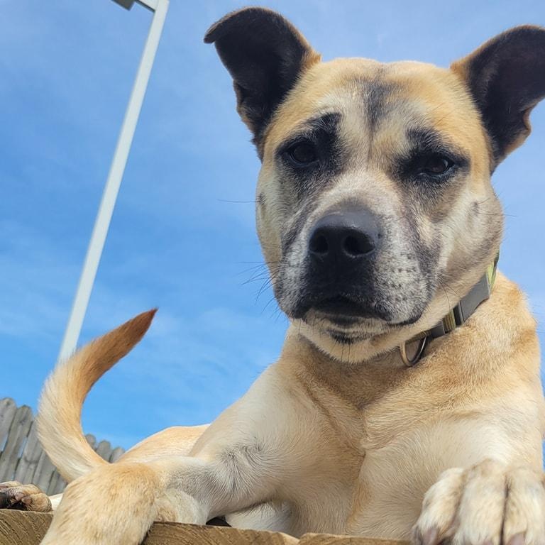 Rita Moreno, a Adoptable mixed breed in Wilmington, OH image 2/5