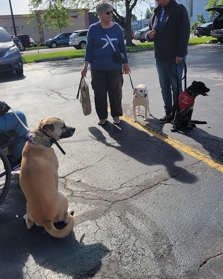 Rita Moreno, a Adoptable mixed breed in Wilmington, OH image 5/5