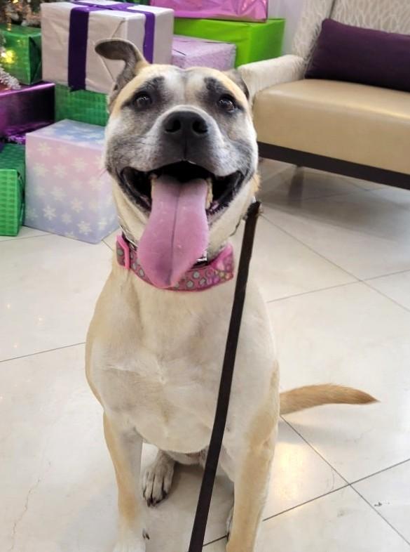 Enlarge Rita Moreno, a Adoptable mixed breed in Wilmington, OH image 5/5