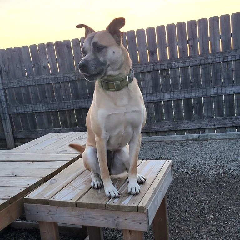 Rita Moreno, a Adoptable mixed breed in Wilmington, OH image 3/5