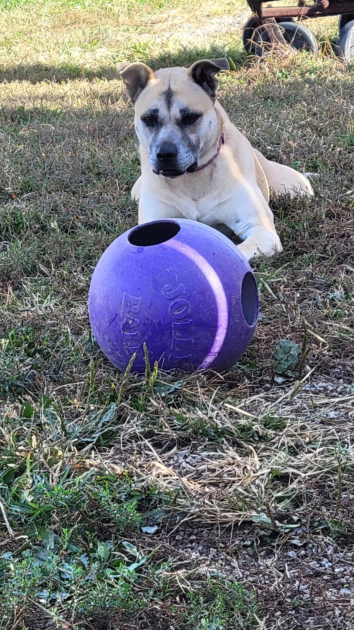 Enlarge Rita Moreno, a Adoptable mixed breed in Wilmington, OH image 6/6