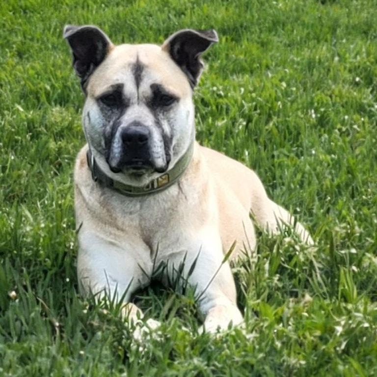 Rita Moreno, Adoptable, Adult Female Shepherd.