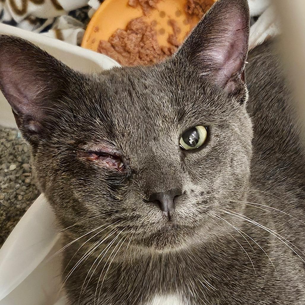 Ralph, a Adoptable Domestic Short Hair in Zanesville, OH image 1/3