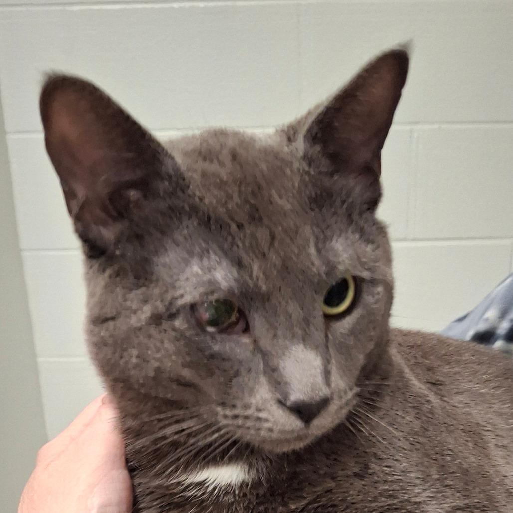 Ralph, a Adoptable Domestic Short Hair in Zanesville, OH image 2/3