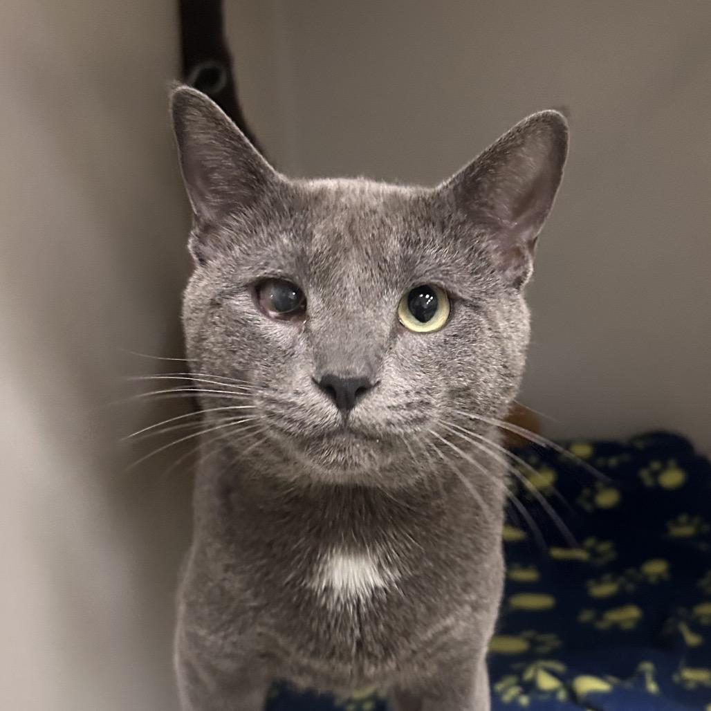Ralph, a Adoptable Domestic Short Hair in Zanesville, OH image 3/3