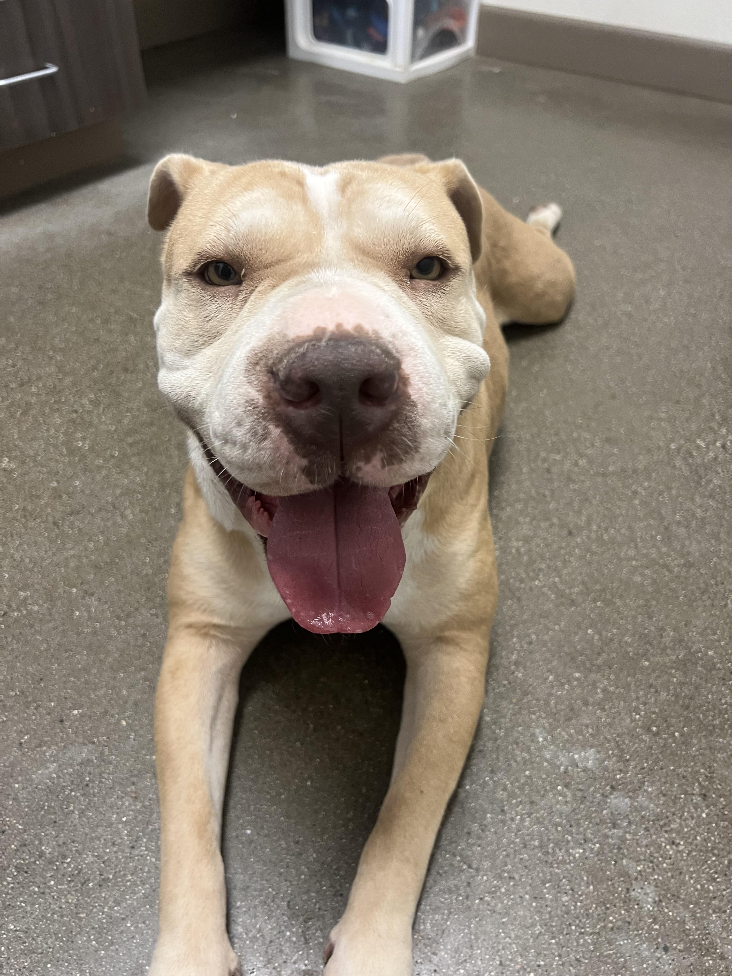 Enlarge Ladybug, a Adoptable mixed breed in Chico, CA image 1/2