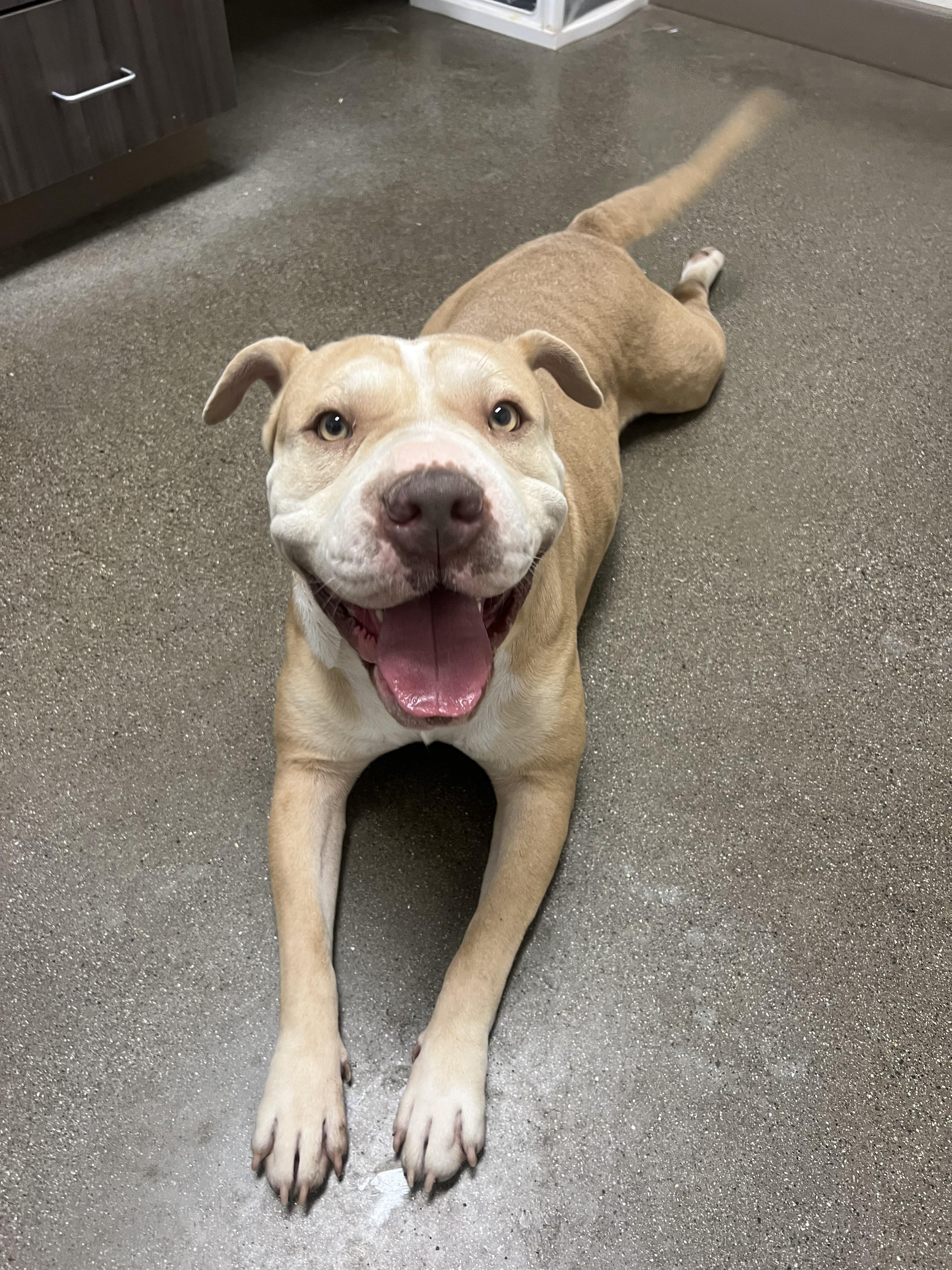 Enlarge Ladybug, a Adoptable mixed breed in Chico, CA image 2/2