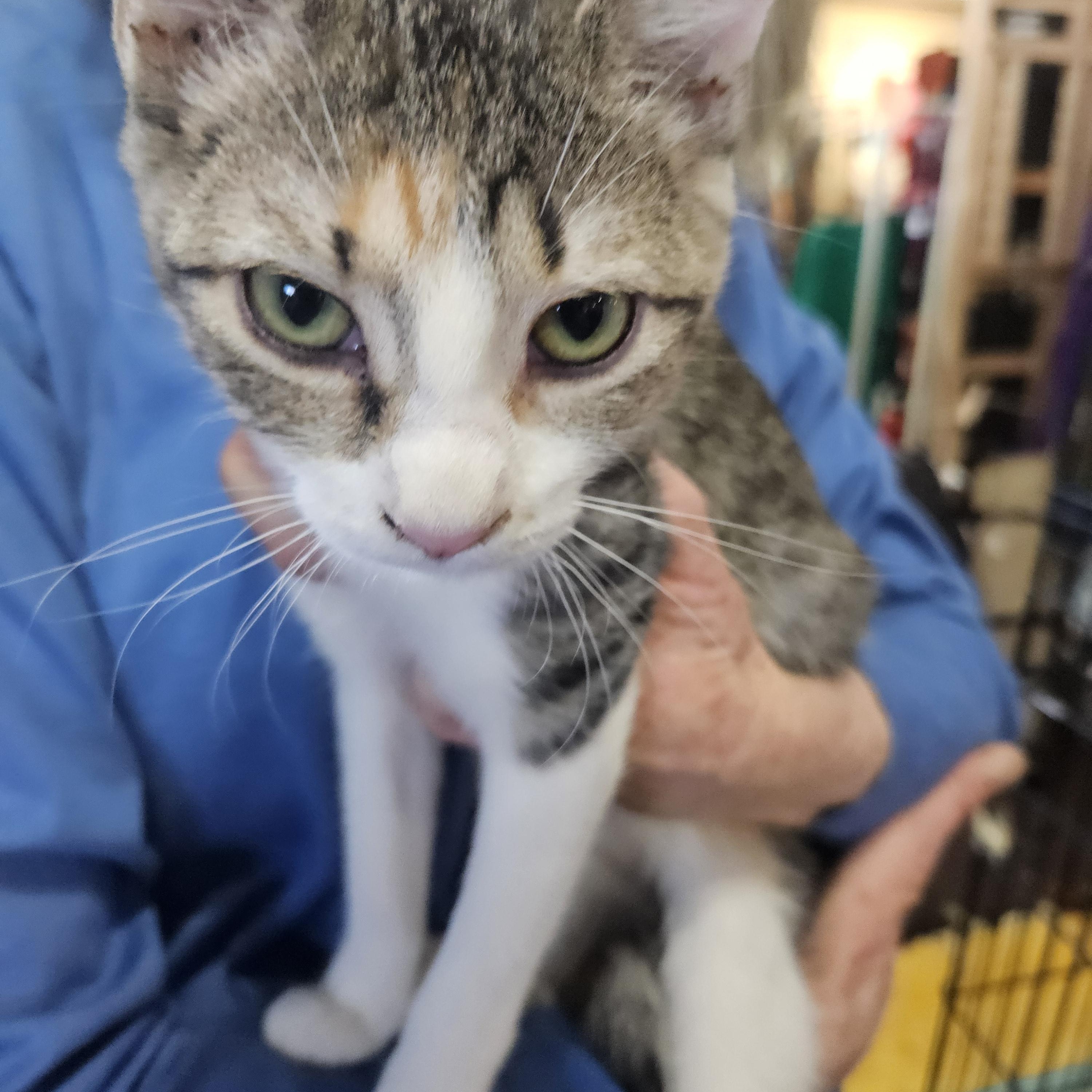 Enlarge Tatiana, an adopted Domestic Short Hair in Alpine, TX image 3/3