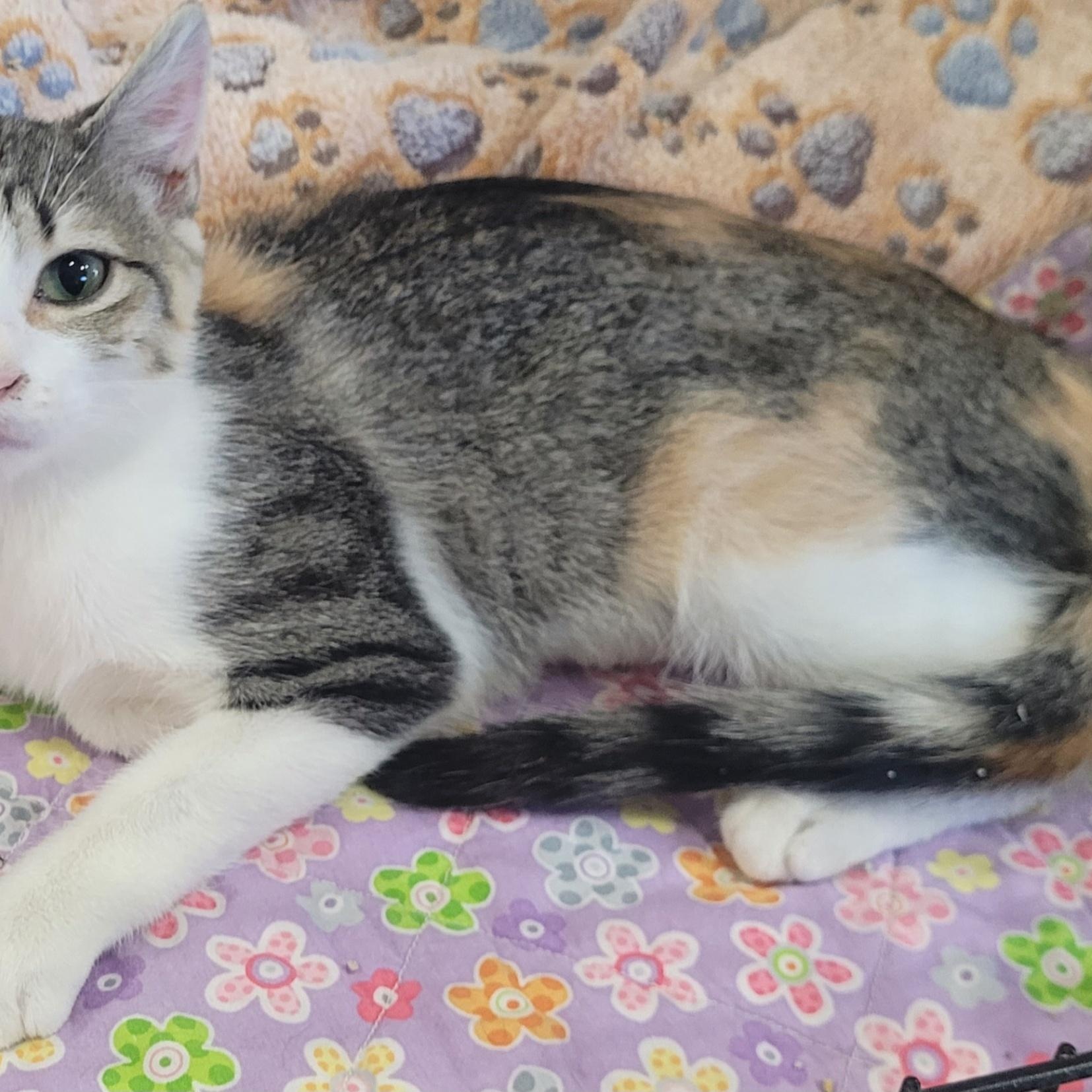 Enlarge Tatiana, an adopted Domestic Short Hair in Alpine, TX image 2/3