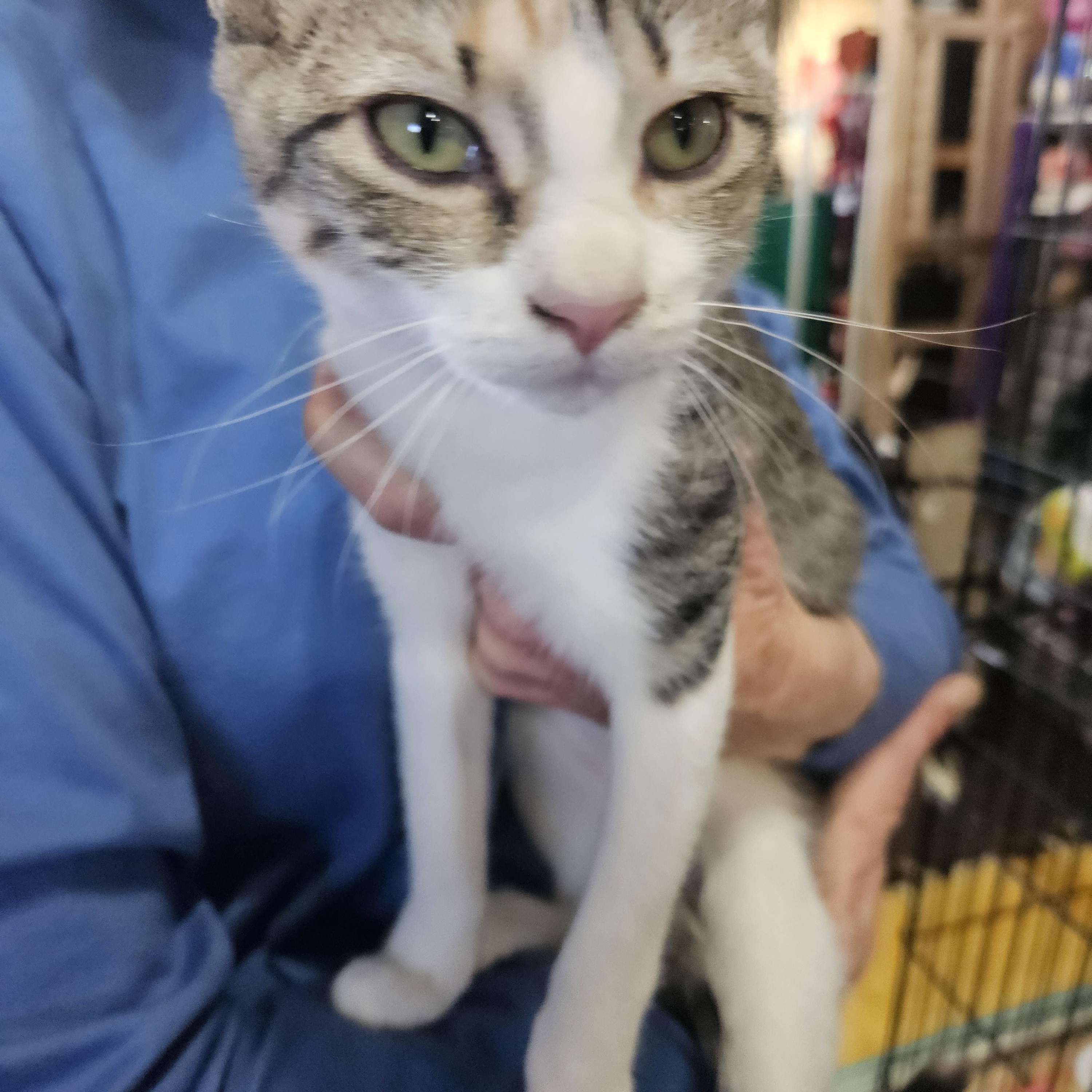 Tatiana, ADOPTABLE, Young Female Domestic Short Hair.