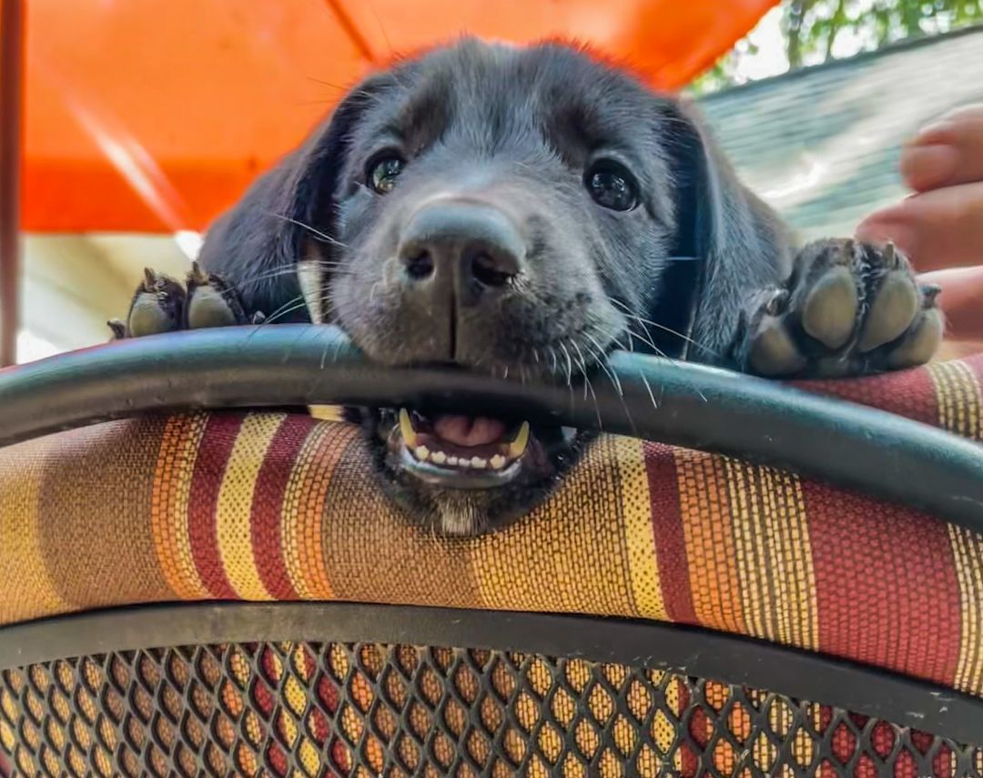 Midnight, Adopted, Puppy Female Golden Retriever & Smooth Collie.