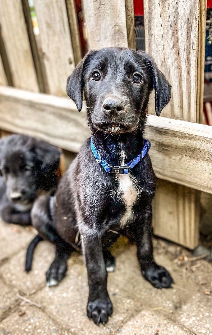 Enlarge Midnight, a Adopted mixed breed in Elyria, OH image 2/4