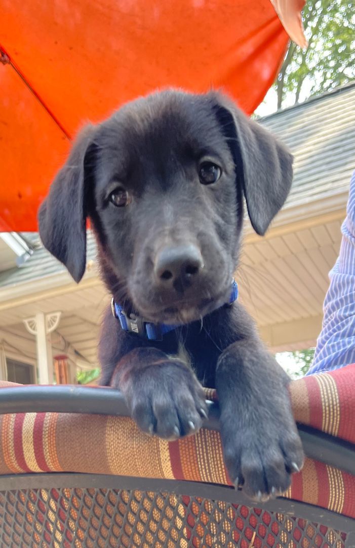 Enlarge Midnight, a Adopted mixed breed in Elyria, OH image 3/4