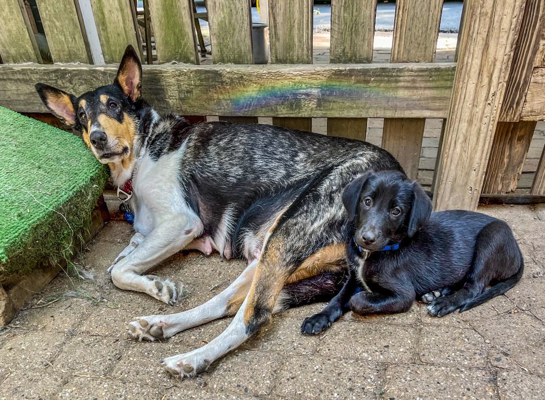 Enlarge Midnight, a Adopted mixed breed in Elyria, OH image 4/4