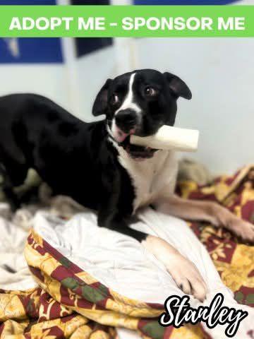 Stanley, an adoptable American Bulldog, Great Dane in Chicago, IL, 60640 | Photo Image 2