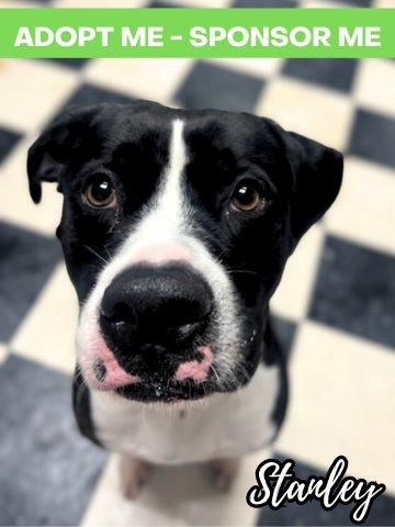Stanley, an adoptable American Bulldog, Great Dane in Chicago, IL, 60640 | Photo Image 1