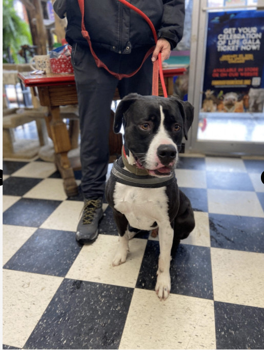 Stanley, an adoptable American Bulldog, Great Dane in Chicago, IL, 60640 | Photo Image 3