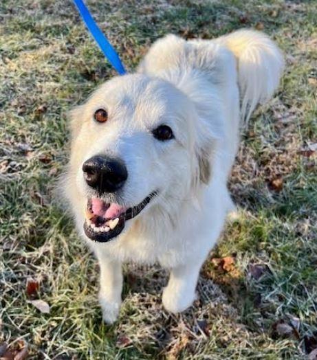 Enlarge Lexi, a Adoptable mixed breed in Mocksville, NC image 1/6
