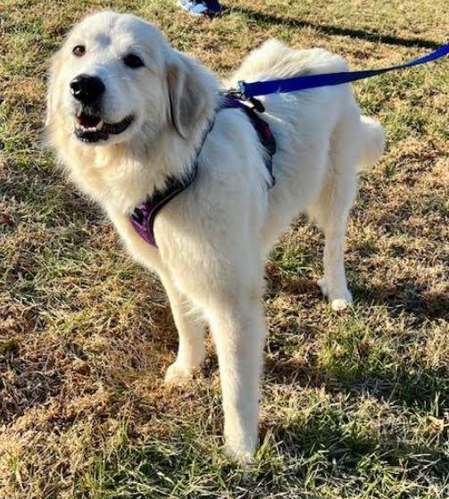 Enlarge Lexi, a Adoptable mixed breed in Mocksville, NC image 2/6