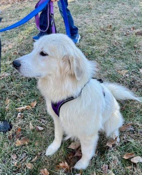 Enlarge Lexi, a Adoptable mixed breed in Mocksville, NC image 3/6