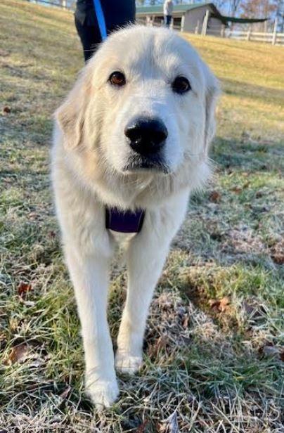 Enlarge Lexi, a Adoptable mixed breed in Mocksville, NC image 4/6