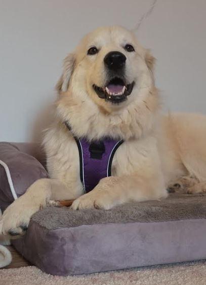 Enlarge Lexi, a Adoptable mixed breed in Mocksville, NC image 6/6