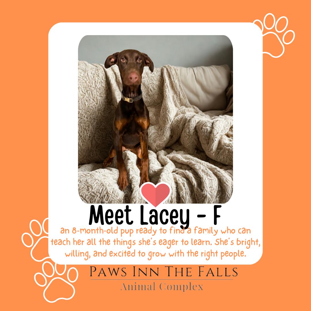 Lacey, adopted, Young Female Doberman Pinscher.