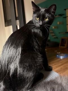 Cookie, Adoptable, Adult Female Domestic Short Hair.