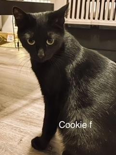 Enlarge Cookie, a Adoptable mixed breed in Bend, OR image 1/1