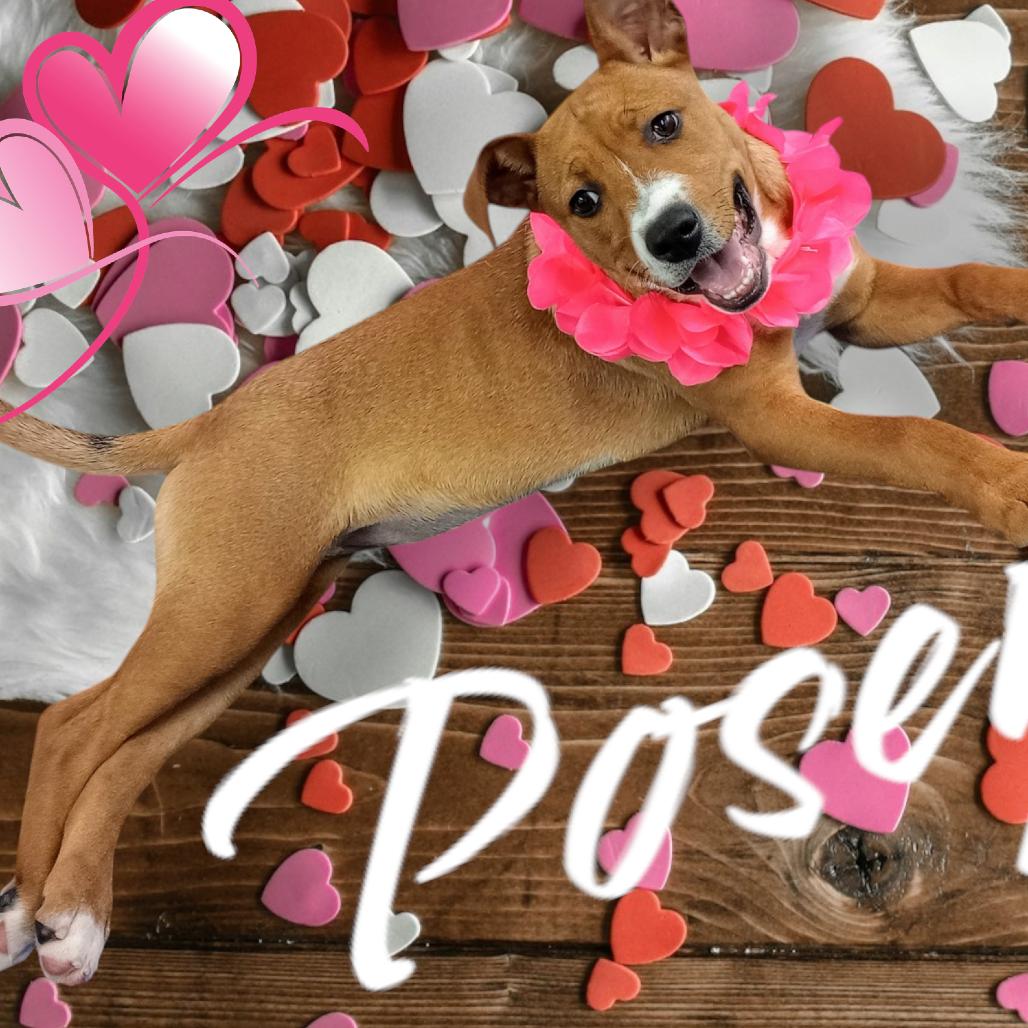 Enlarge POSEY, a Adoptable mixed breed in Holton, KS image 2/3