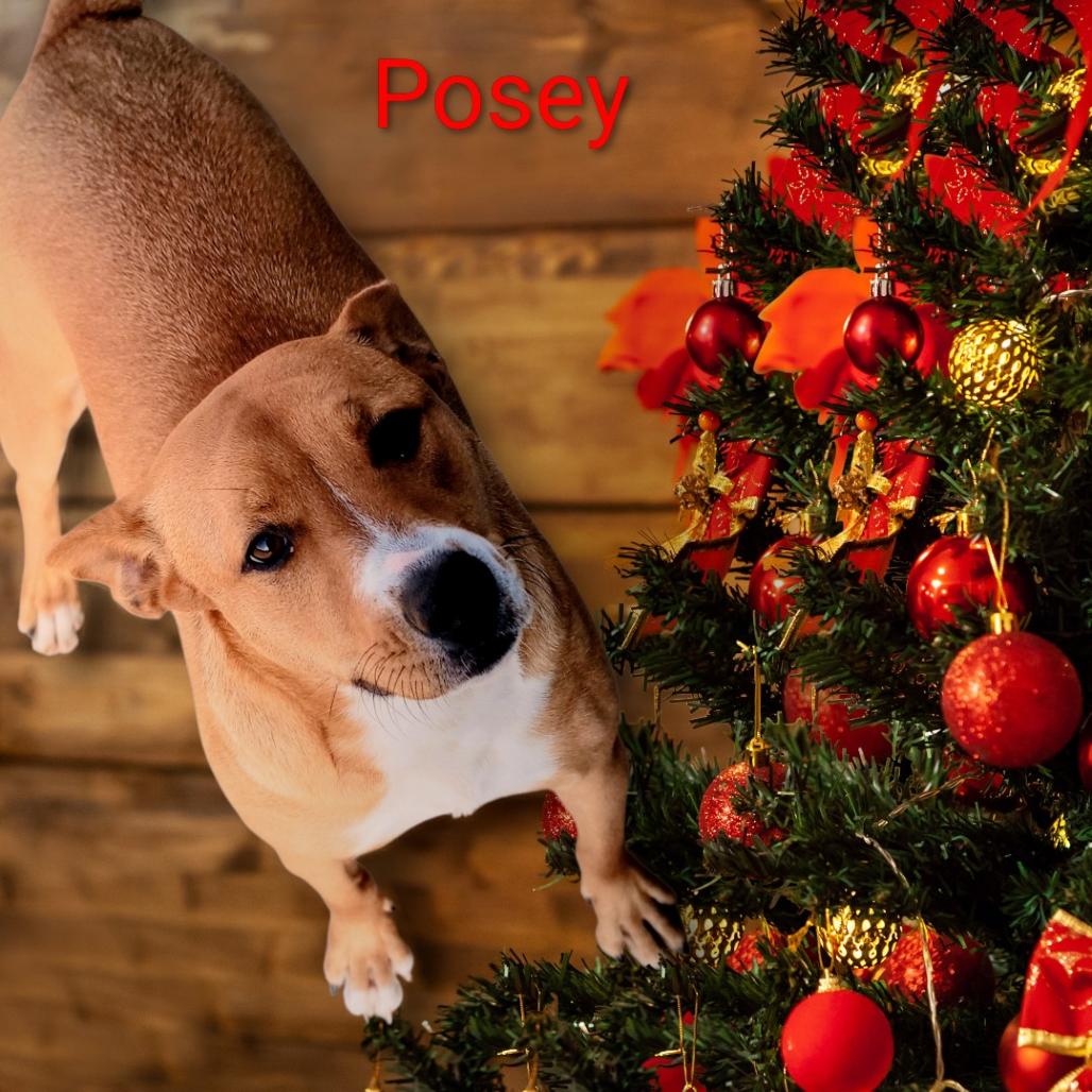 Enlarge POSEY, a Adoptable mixed breed in Holton, KS image 1/3