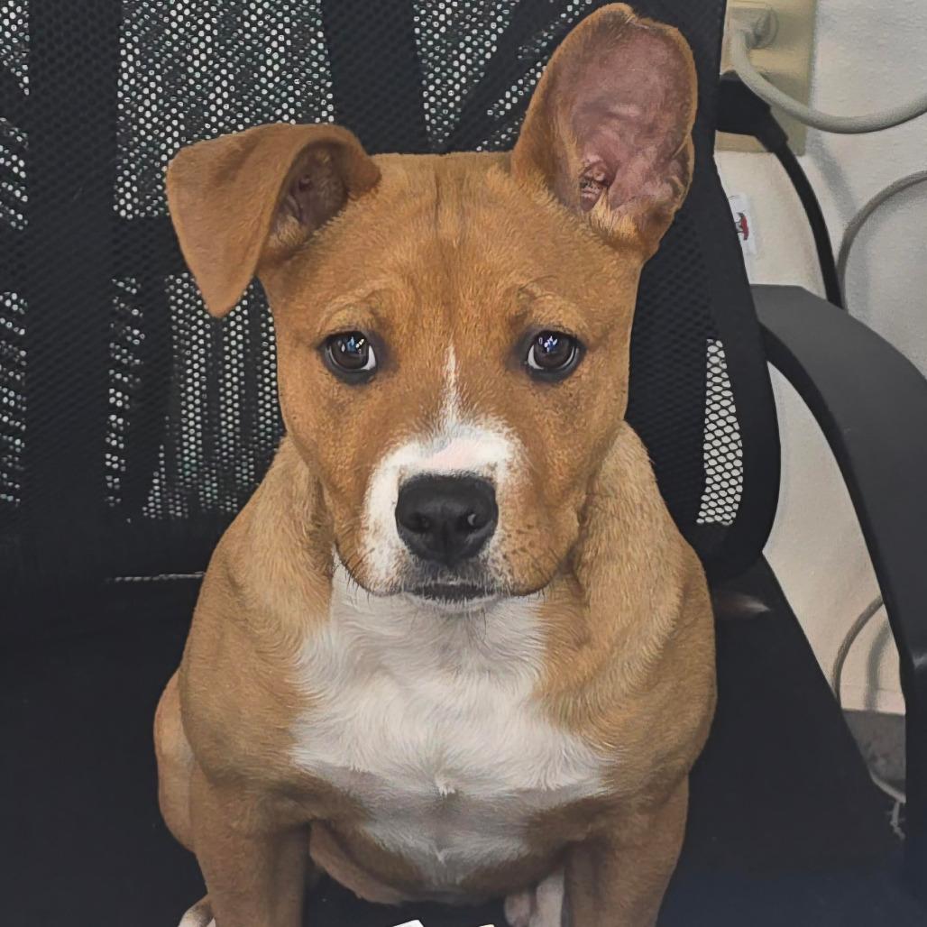 Enlarge POSEY, a Adoptable mixed breed in Holton, KS image 3/3