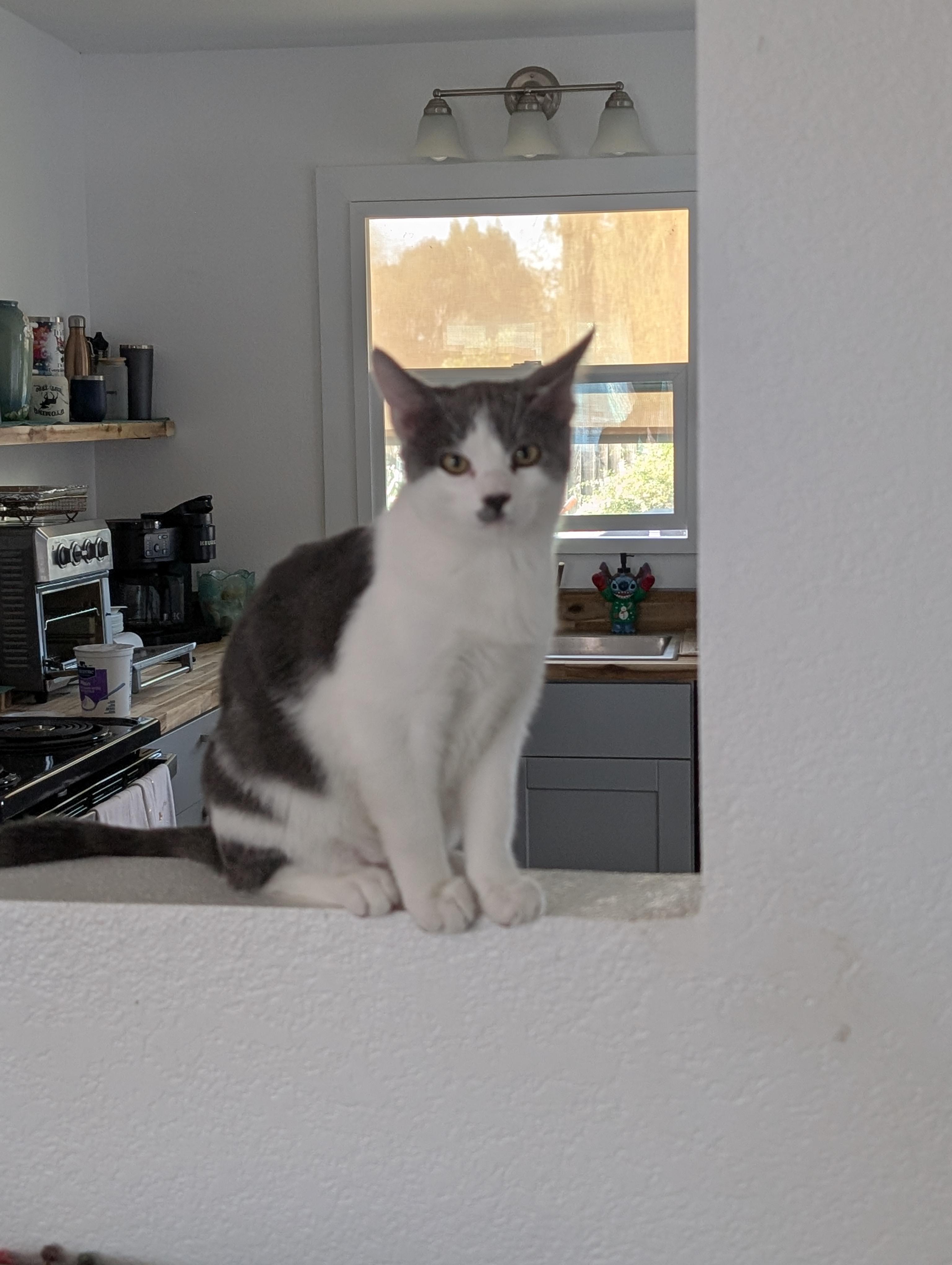 Enlarge DJ, a ADOPTABLE mixed breed in Concord, CA image 4/5