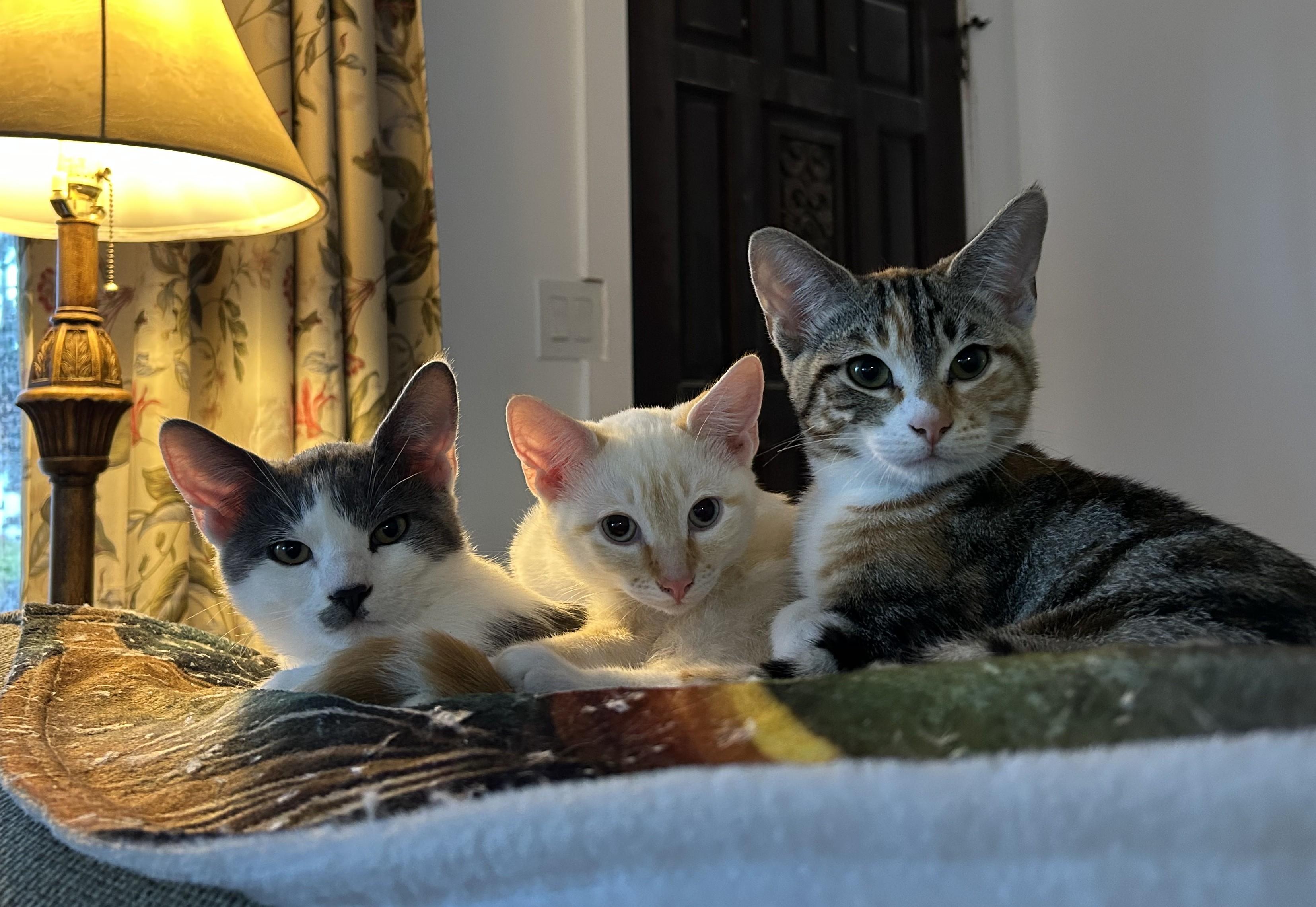 Enlarge DJ, a ADOPTABLE mixed breed in Concord, CA image 5/5