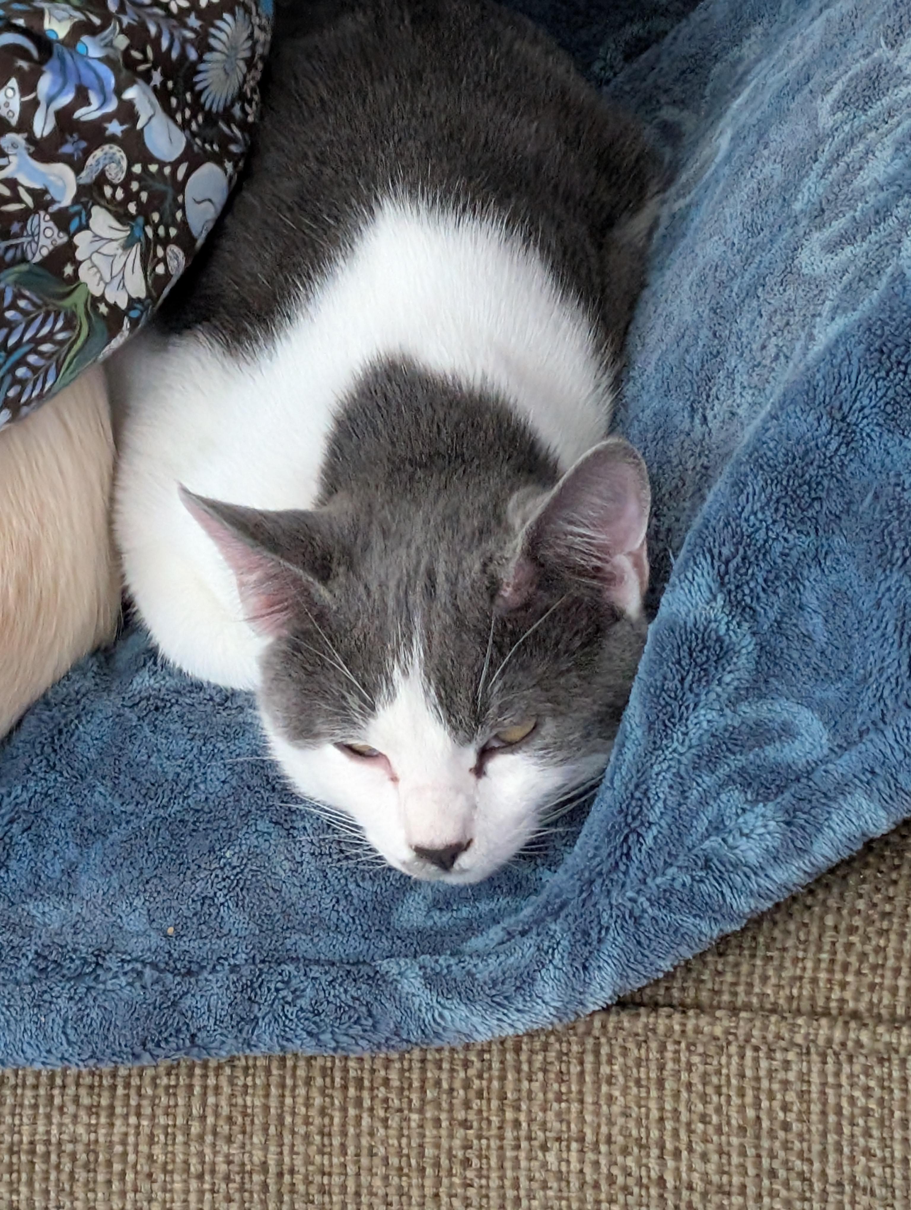 Enlarge DJ, a ADOPTABLE mixed breed in Concord, CA image 2/5