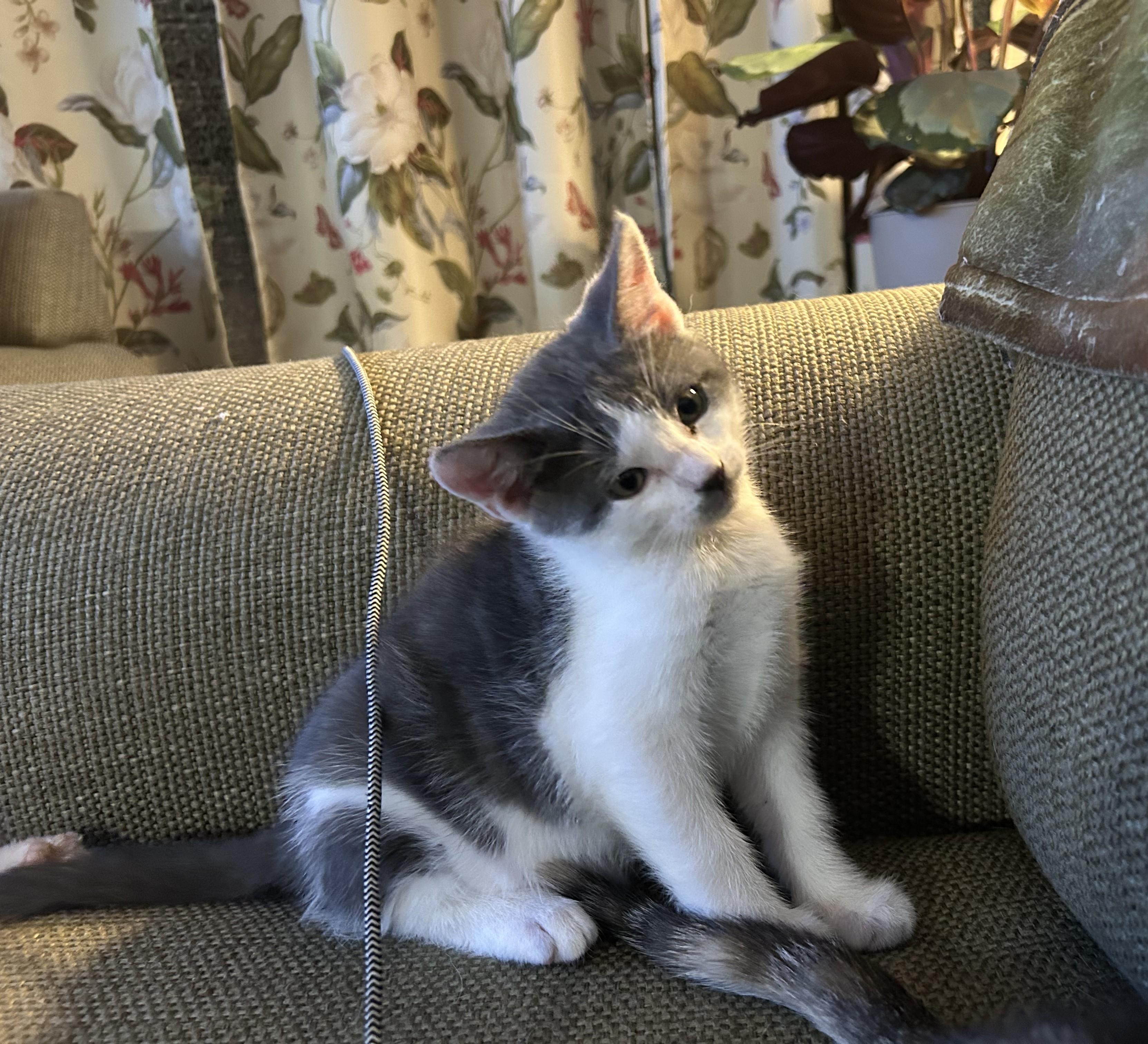 Enlarge DJ, a ADOPTABLE mixed breed in Concord, CA image 1/5