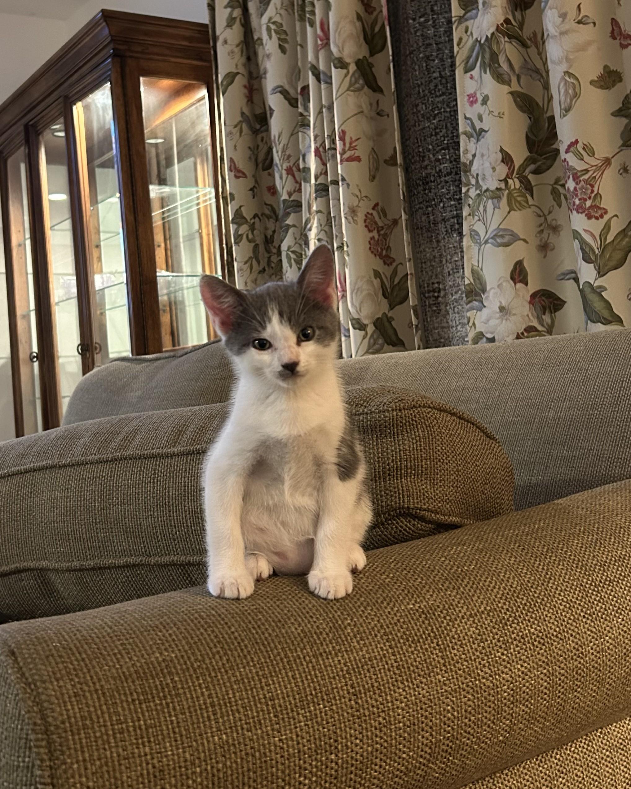 Enlarge DJ, a ADOPTABLE mixed breed in Concord, CA image 3/5