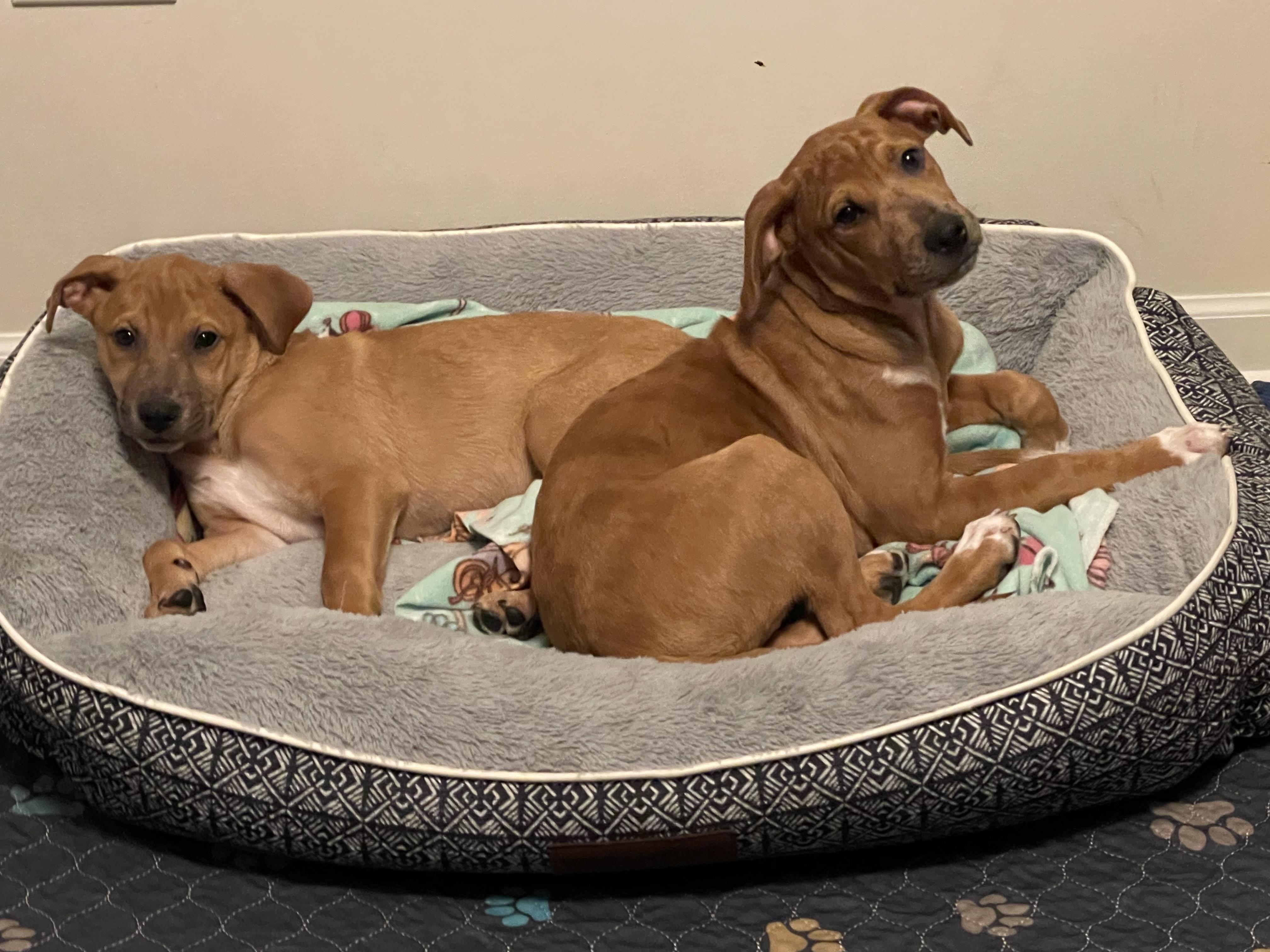 Enlarge Illa, a Adopted mixed breed in Crystal Lake, IL image 4/5