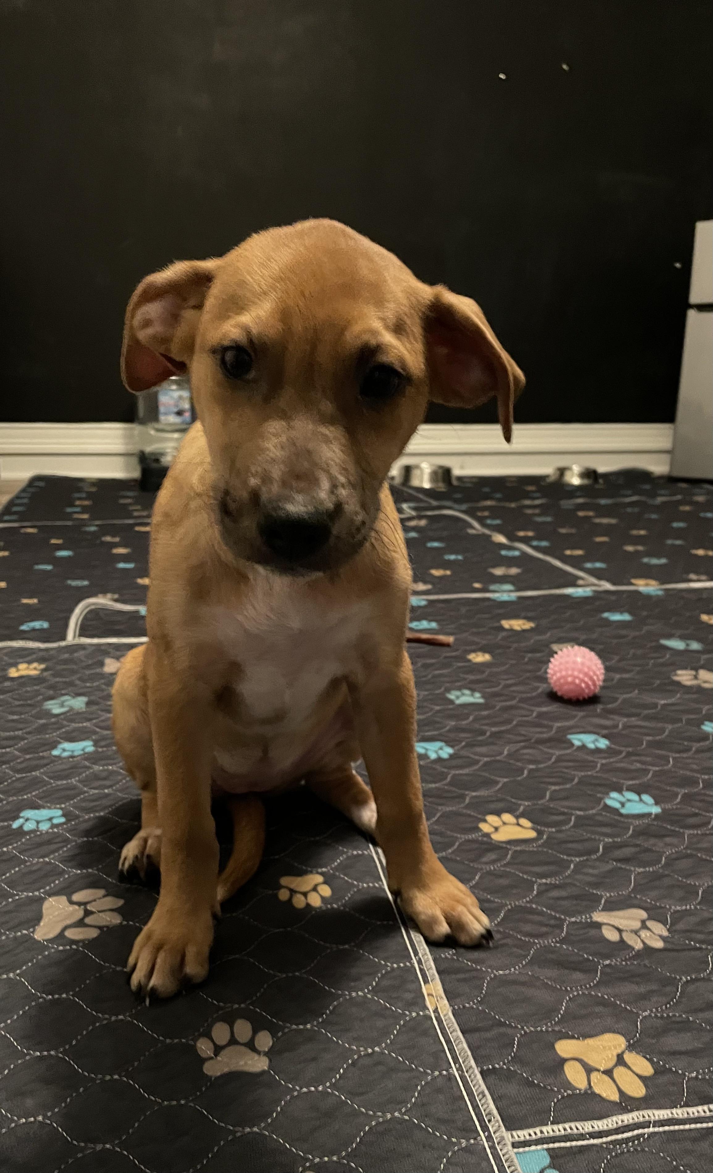 Enlarge Illa, a Adopted mixed breed in Crystal Lake, IL image 2/5