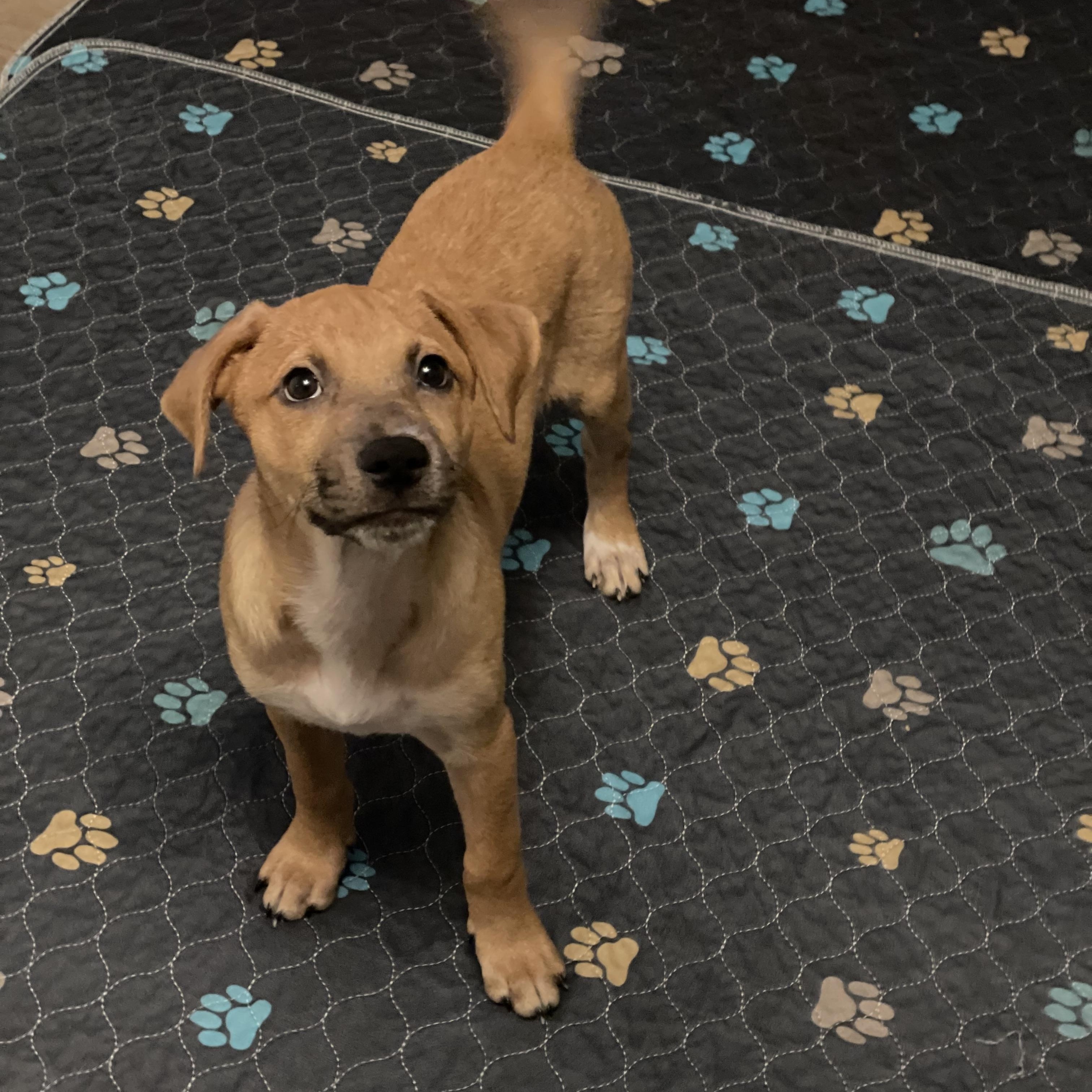 Enlarge Illa, a Adopted mixed breed in Crystal Lake, IL image 3/5