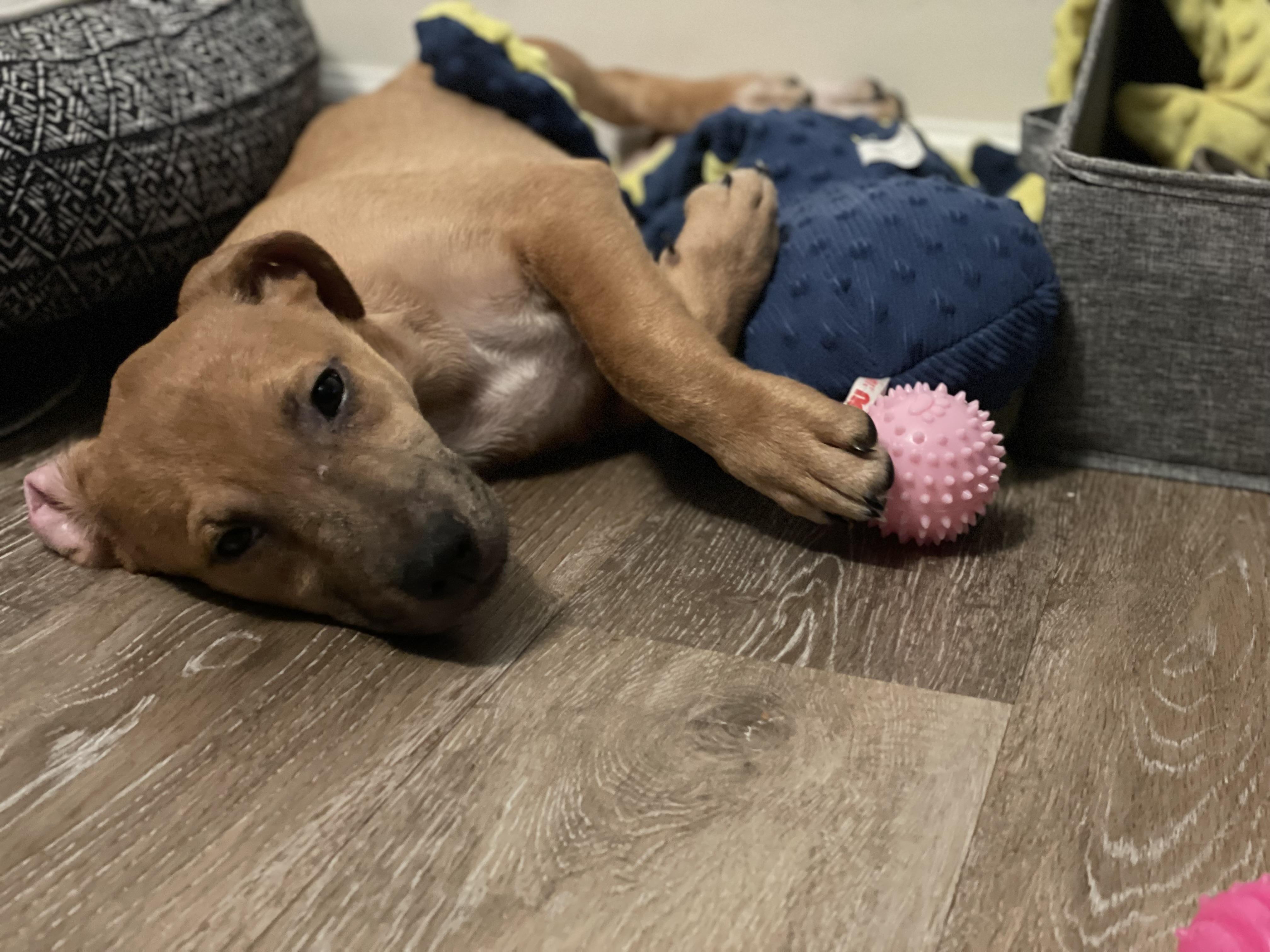 Enlarge Illa, a Adopted mixed breed in Crystal Lake, IL image 5/5