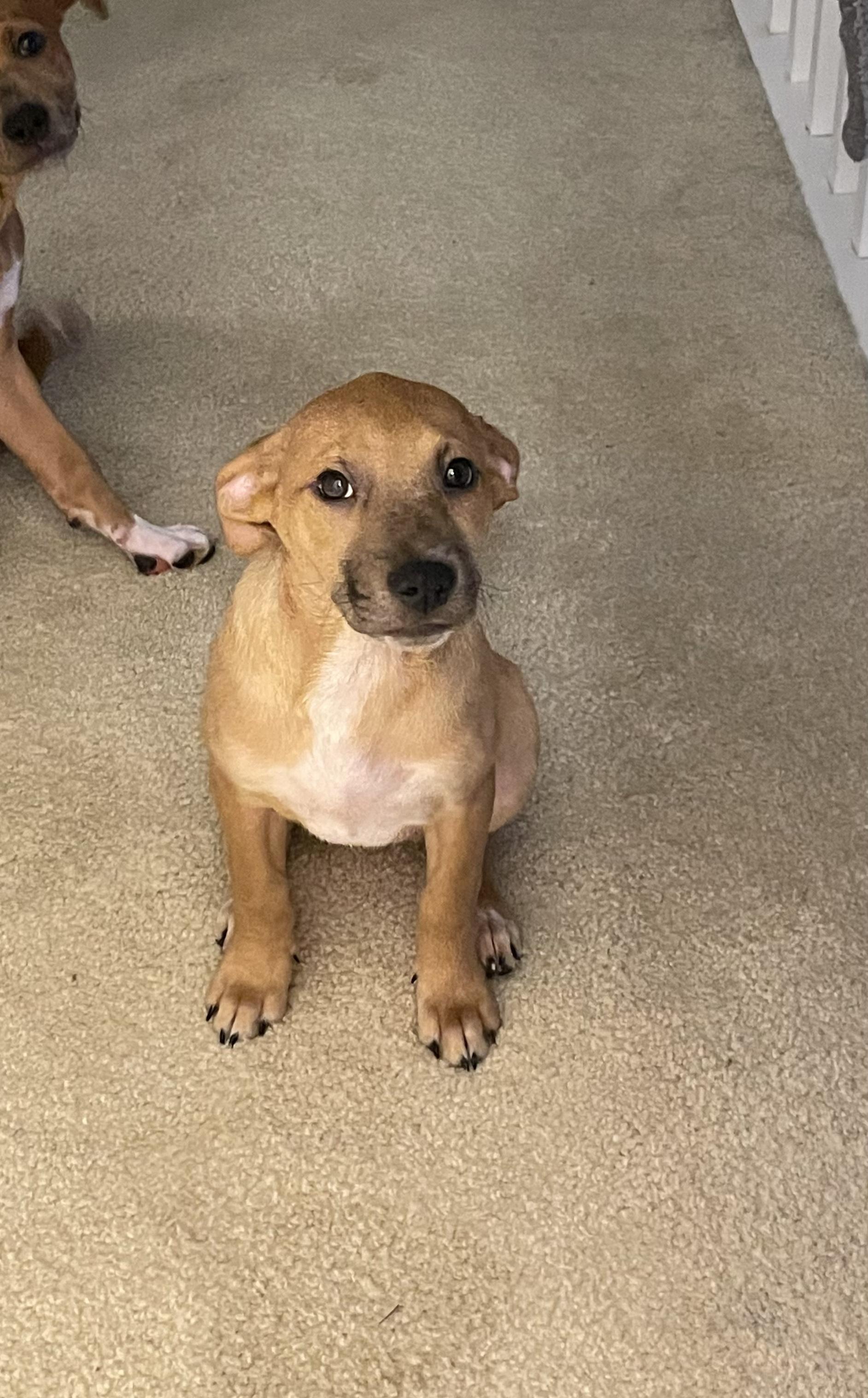 Enlarge Illa, a Adopted mixed breed in Crystal Lake, IL image 1/5