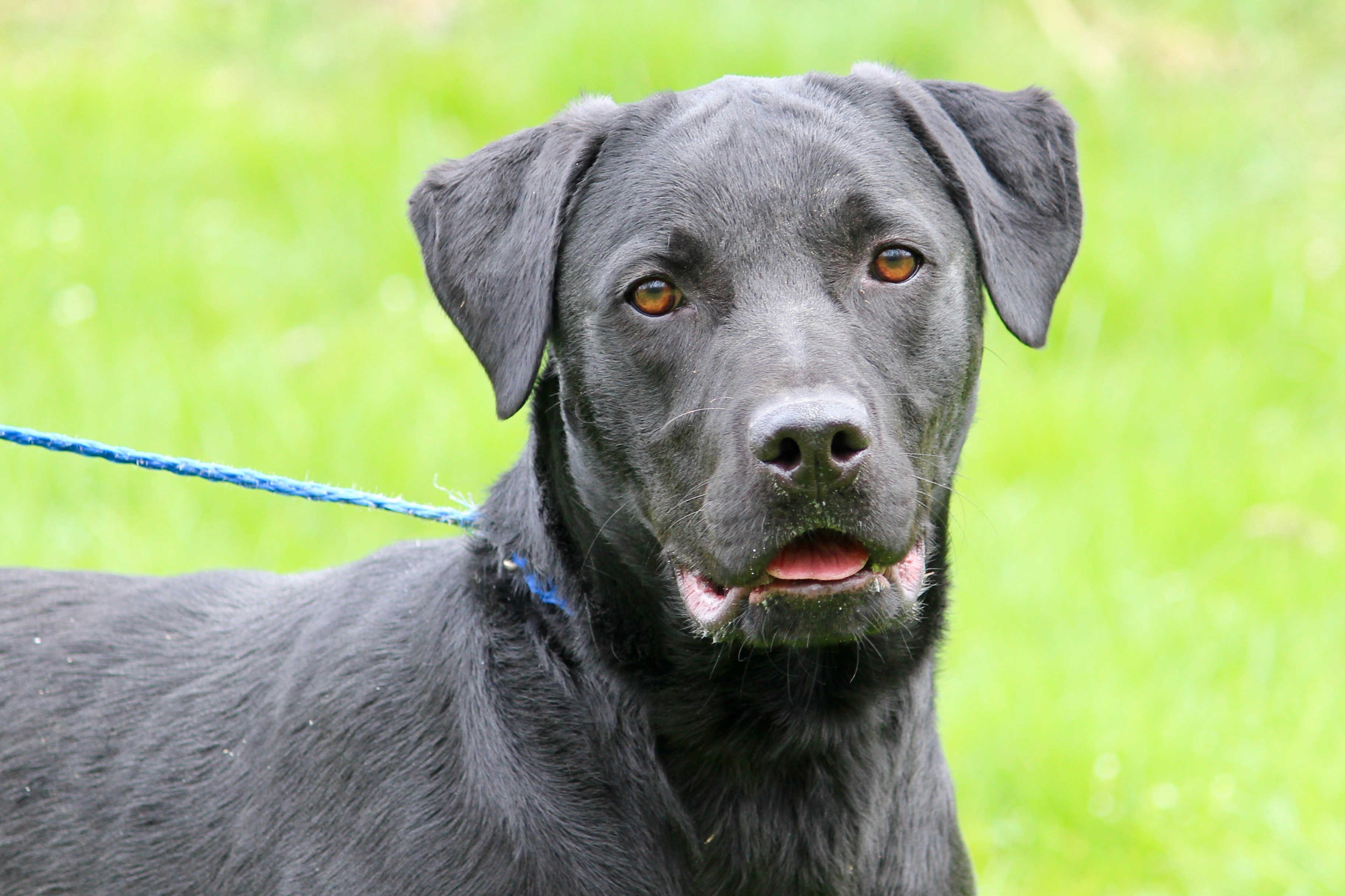 ADAMS, Adoptable, Adult Male Labrador Retriever.
