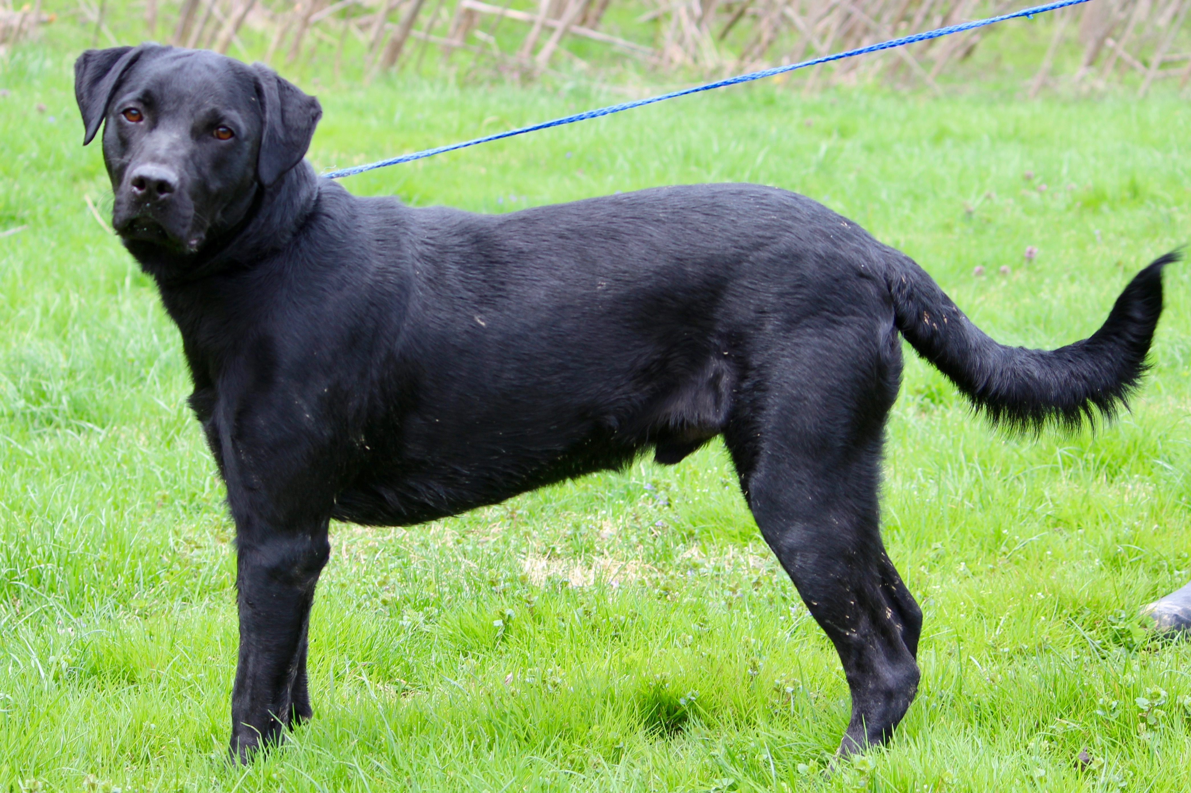 ADAMS, a Adoptable mixed breed in Brazil, IN image 2/8