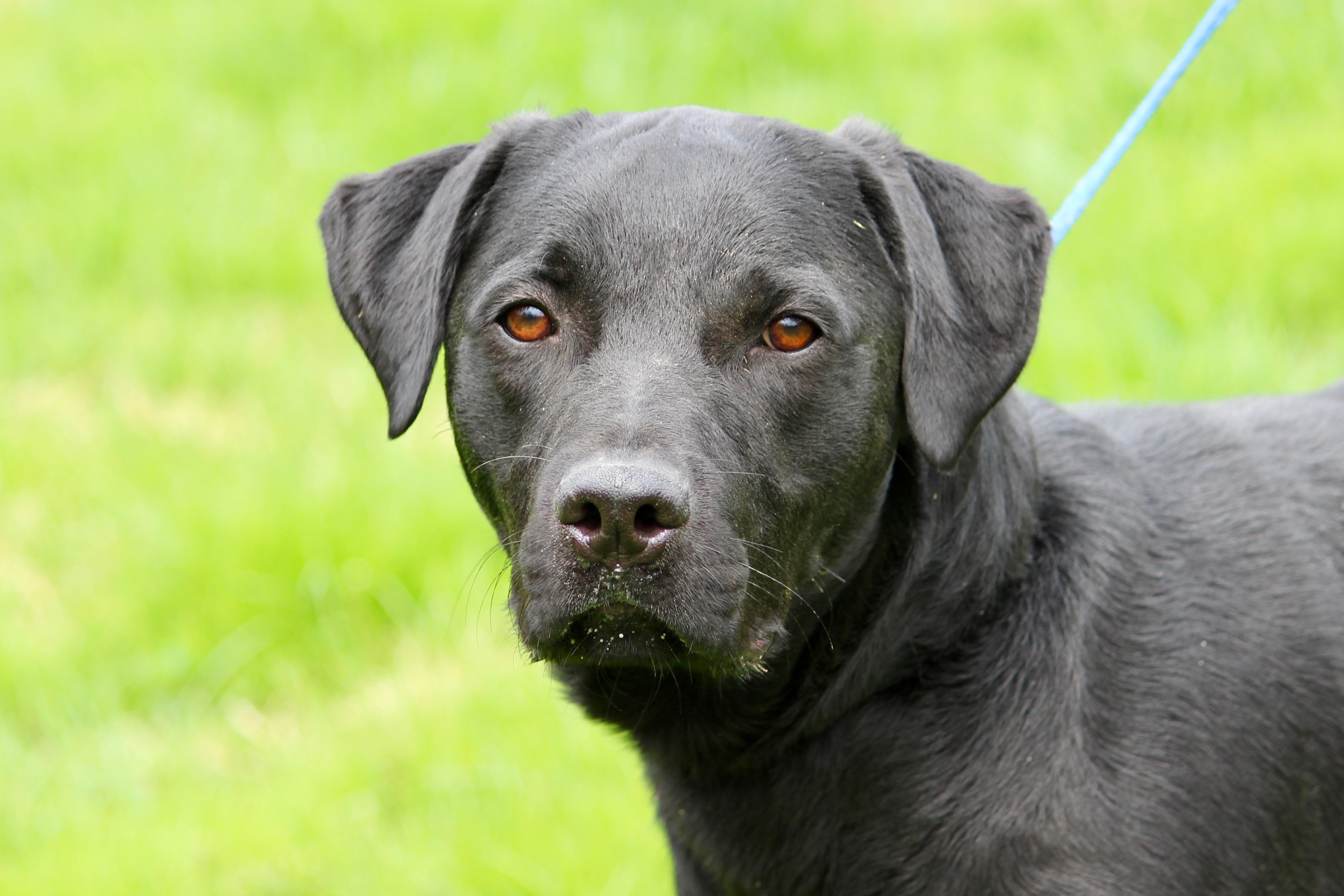ADAMS, a Adoptable mixed breed in Brazil, IN image 3/8