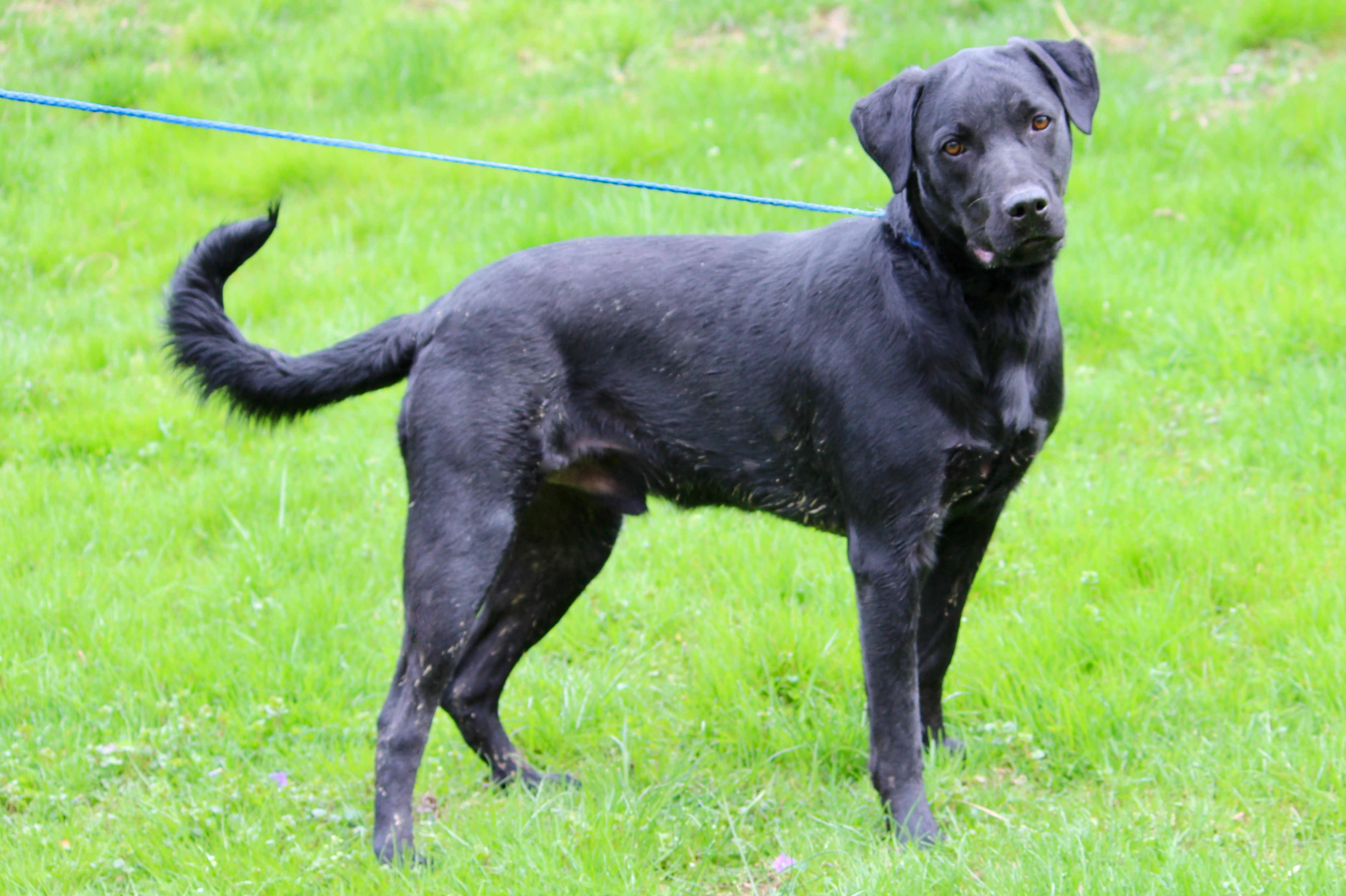 ADAMS, a Adoptable mixed breed in Brazil, IN image 4/8