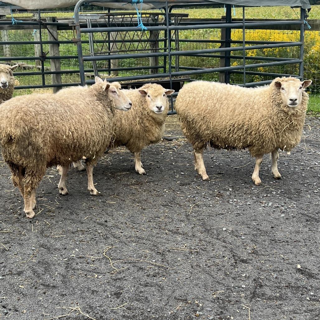 Meryl Sheep photo