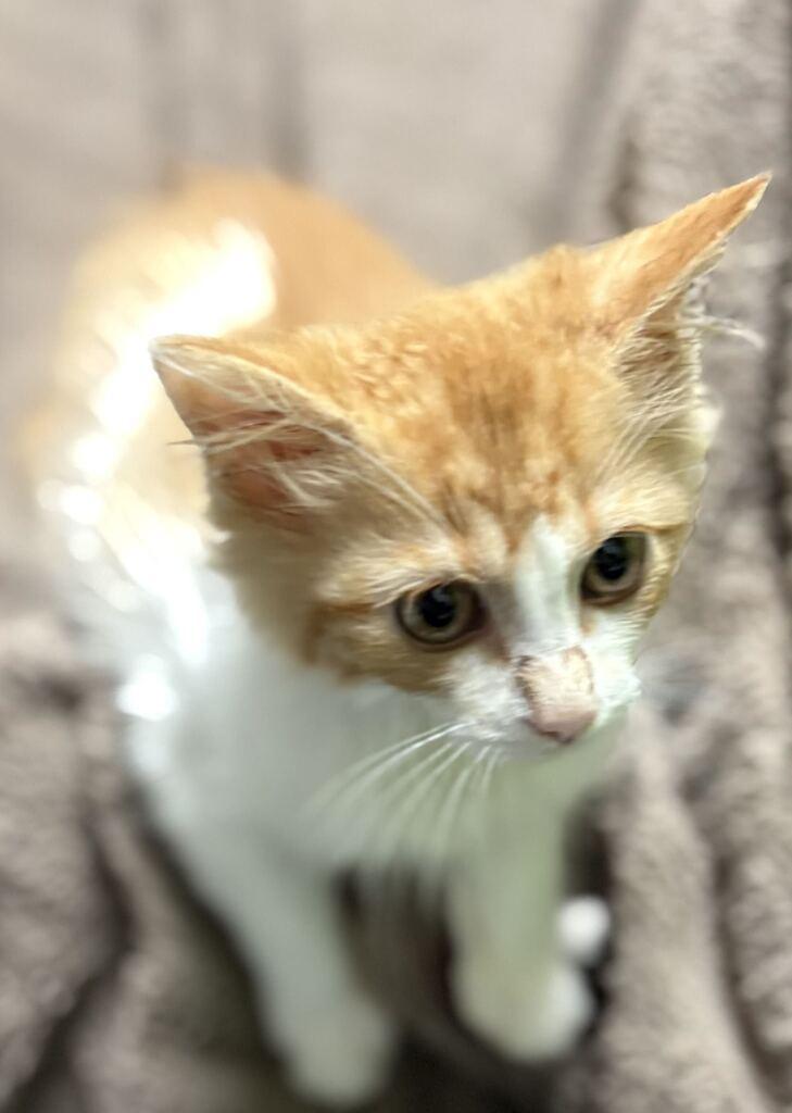 Enlarge Black Widow, a Adoptable Domestic Long Hair in Jackson, MI image 5/6