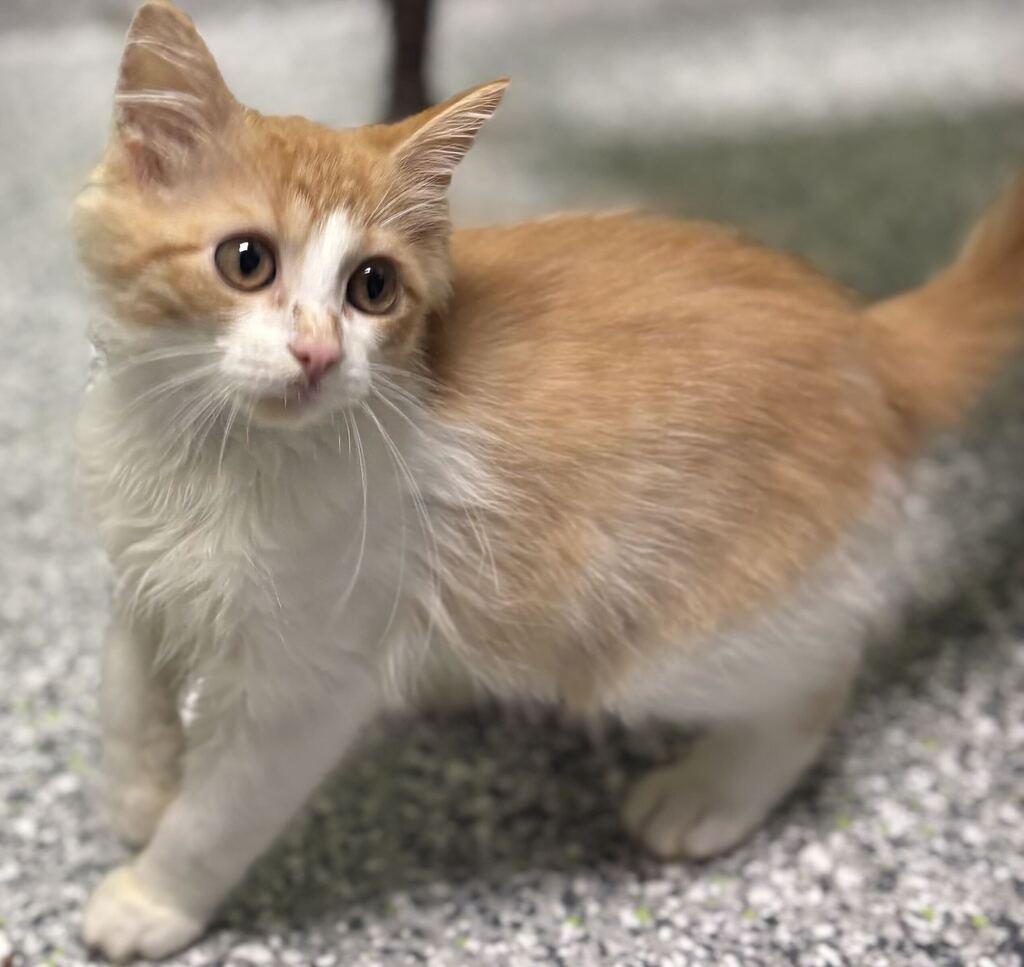 Black Widow, Adoptable, Kitten Male Domestic Long Hair.